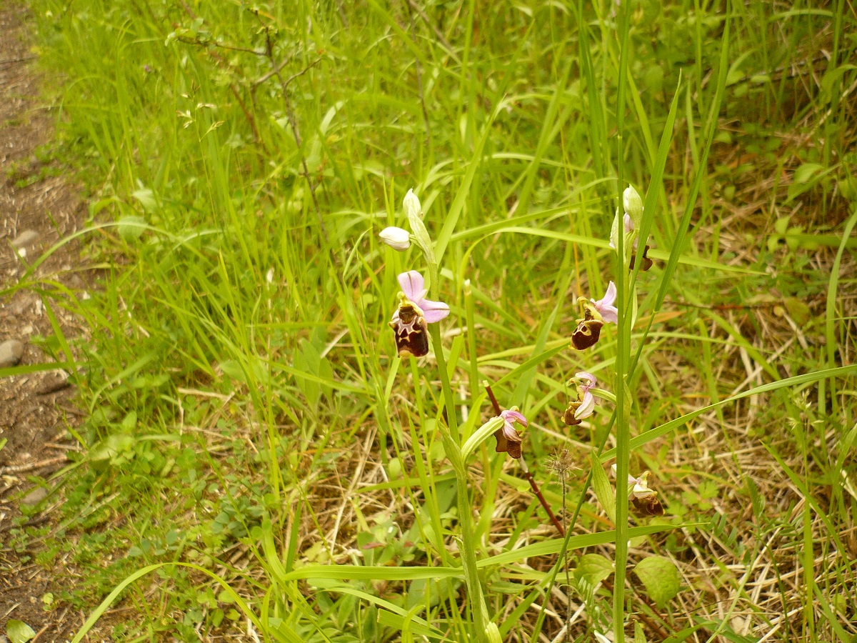 Ophrys scolopax subsp. scolopax (Orchidaceae)